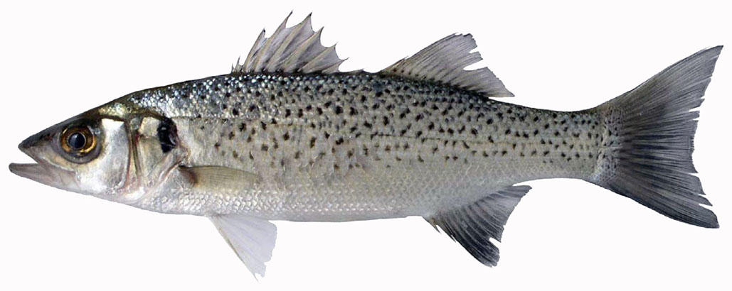 Dicentrarchus punctatus_02